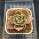 Echeveria Agavoides 'Kevin Kaiser' 2"-3" Succulent Plant Cutting