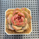 Echeveria 'Red Spinner' 1"-2" (New Hybrid by Brotherly Farm) Succulent Plant Cutting