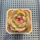 Echeveria 'Red Spinner' 1"-2" (New Hybrid by Brotherly Farm) Succulent Plant Cutting