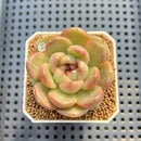 Echeveria 'Red Spinner' 1"-2" (New Hybrid by Brotherly Farm) Succulent Plant Cutting