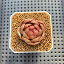 Echeveria 'Red Spinner' 1"-2" (New Hybrid by Brotherly Farm) Succulent Plant Cutting