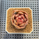 Echeveria 'Red Spinner' 1"-2" (New Hybrid by Brotherly Farm) Succulent Plant Cutting