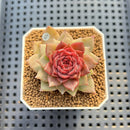 Echeveria 'Dream Catcher' 2" (New Hybrid by Brotherly Farm) Succulent Plant Cutting