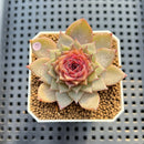 Echeveria 'Dream Catcher' 2" (New Hybrid by Brotherly Farm) Succulent Plant Cutting