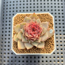 Echeveria 'Dream Catcher' 2" (New Hybrid by Brotherly Farm) Succulent Plant Cutting