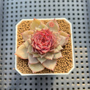 Echeveria 'Dream Catcher' 2" (New Hybrid by Brotherly Farm) Succulent Plant Cutting