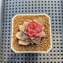 succulent dream catchers Echeveria 'Dream Catcher' 2" (New Hybrid by Brotherly Farm) Succulent – True Succulents Plant Co
