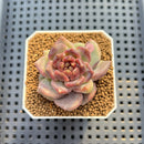 Echeveria 'Stonehenge' 2" (New Hybrid by Brotherly Farm) Succulent Plant Cutting