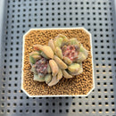 Echeveria 'Stonehenge' 2" (New Hybrid by Brotherly Farm) Succulent Plant Cutting