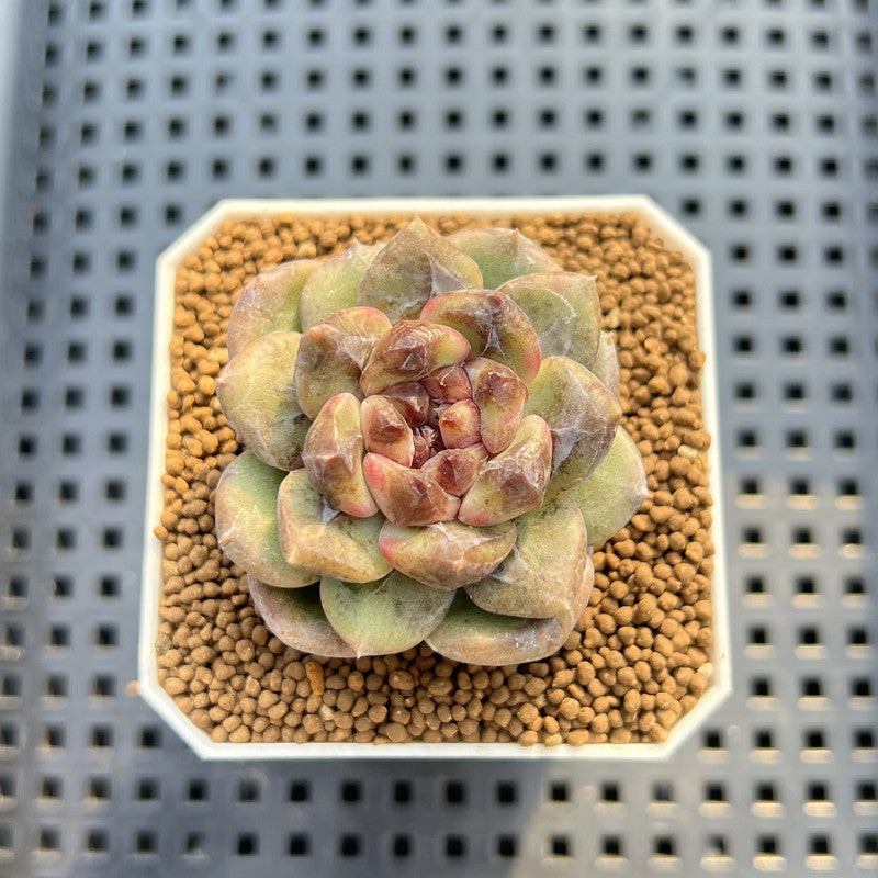 Echeveria 'Stonehenge' 2" (New Hybrid by Brotherly Farm) Succulent Plant Cutting