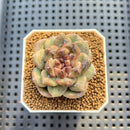 Echeveria 'Stonehenge' 2" (New Hybrid by Brotherly Farm) Succulent Plant Cutting