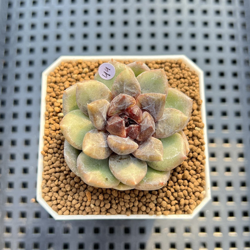Echeveria 'Stonehenge' 2" (New Hybrid by Brotherly Farm) Succulent Plant Cutting