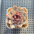 Echeveria 'Stonehenge' 2" (New Hybrid by Brotherly Farm) Succulent Plant Cutting