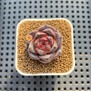 Echeveria 'Versace' 2" (New Hybrid by Brotherly Farm) Succulent Plant Cutting