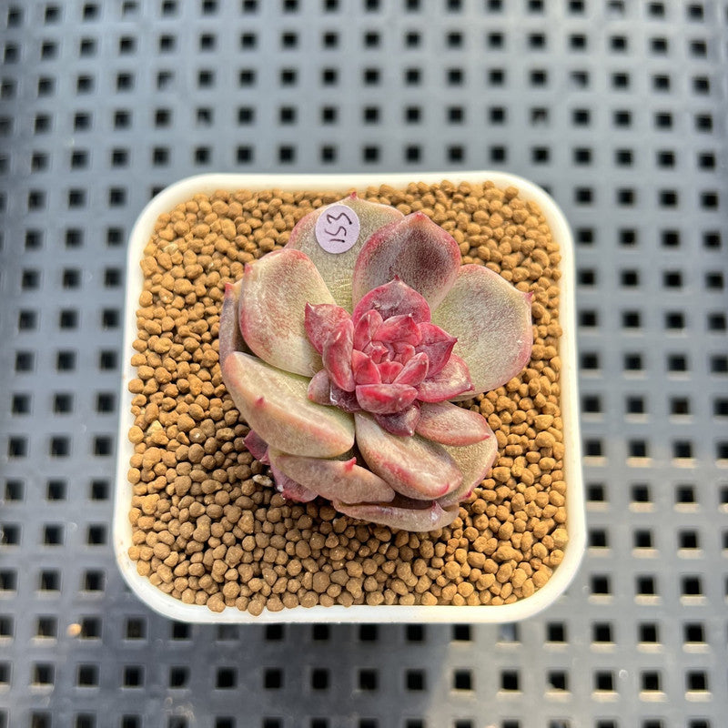 Echeveria 'ChicLoose' 2" (New Hybrid by Brotherly Farm) Succulent Plant Cutting