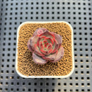 Echeveria 'Versace' 2" (New Hybrid by Brotherly Farm) Succulent Plant Cutting