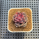 Echeveria 'ChicLoose' 2" (New Hybrid by Brotherly Farm) Succulent Plant Cutting