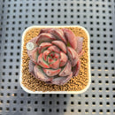 Echeveria 'Versace' 2" (New Hybrid by Brotherly Farm) Succulent Plant Cutting
