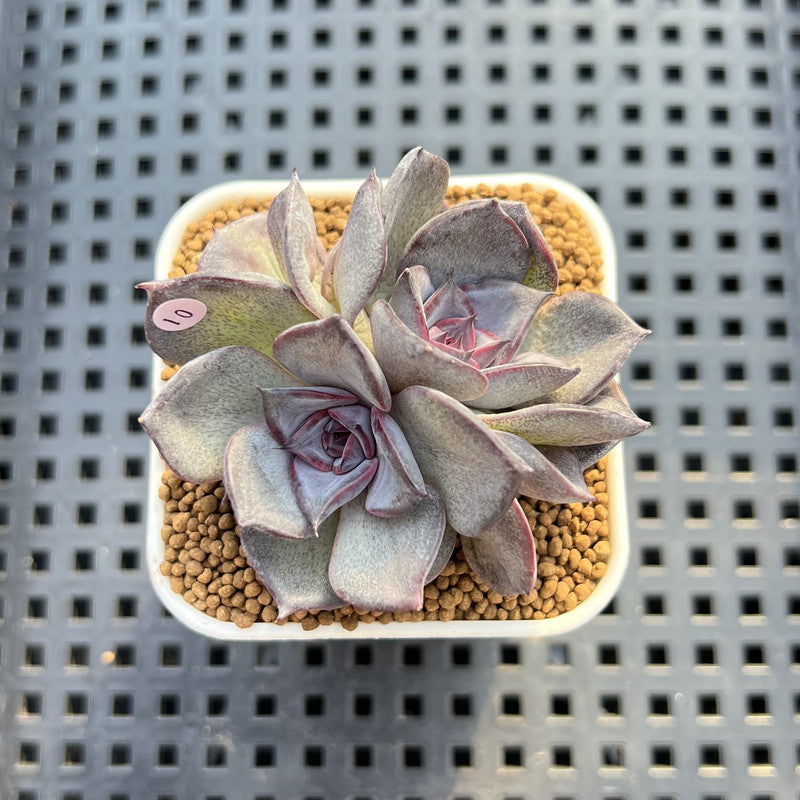 Echeveria 'Lucifer' 2" (New Hybrid by Brotherly Farm) Succulent Plant Cutting