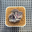 Echeveria 'Lucifer' 2" (New Hybrid by Brotherly Farm) Succulent Plant Cutting