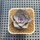 Echeveria 'Lucifer' 2" (New Hybrid by Brotherly Farm) Succulent Plant Cutting