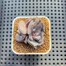 Echeveria 'Lucifer' 2" (New Hybrid by Brotherly Farm) Succulent Plant Cutting