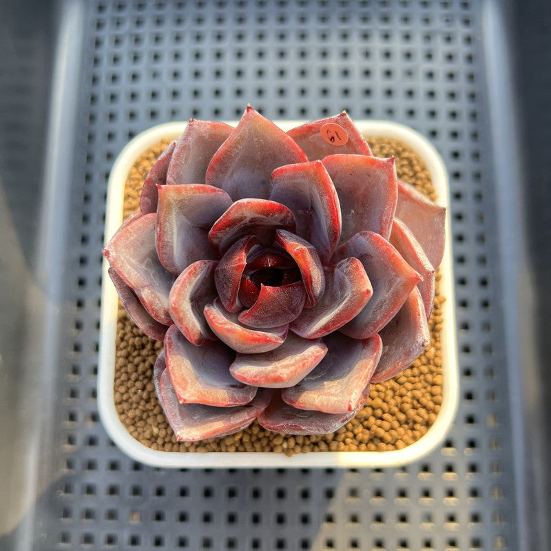 Echeveria Hybrid Sp. 2" (Brotherly Farm Hybrid) Succulent Plant Cutting