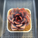 Echeveria Hybrid Sp. 2" (Brotherly Farm Hybrid) Succulent Plant Cutting