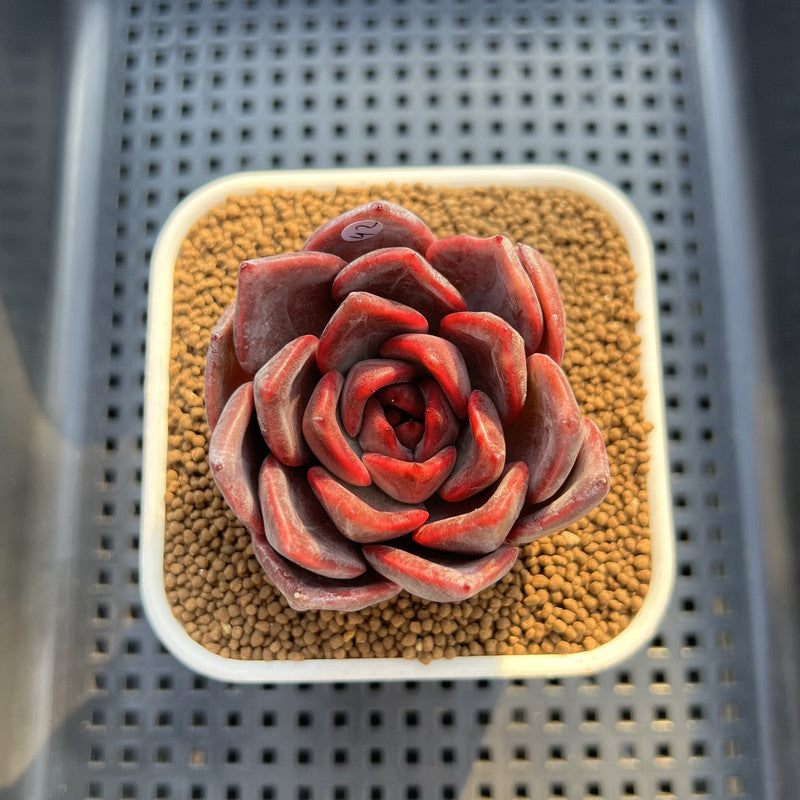 Echeveria Hybrid Sp. 2" (Brotherly Farm Hybrid) Succulent Plant Cutting