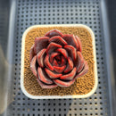 Echeveria Hybrid Sp. 2" (Brotherly Farm Hybrid) Succulent Plant Cutting