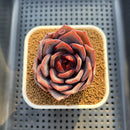 Echeveria Hybrid Sp. 2" (Brotherly Farm Hybrid) Succulent Plant Cutting