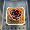 Echeveria Hybrid Sp. 2" (Brotherly Farm Hybrid) Succulent Plant Cutting