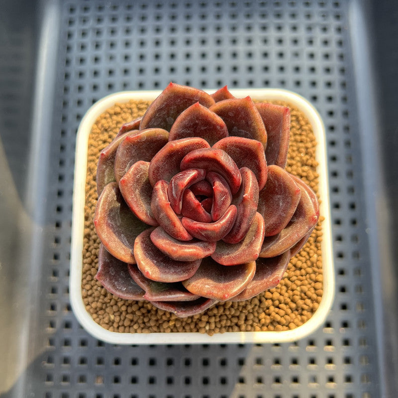 Echeveria Hybrid Sp. 2" (Brotherly Farm Hybrid) Succulent Plant Cutting
