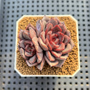 Echeveria 'Barista' 2" (New Hybrid by Brotherly Farm) Succulent Plant Cutting