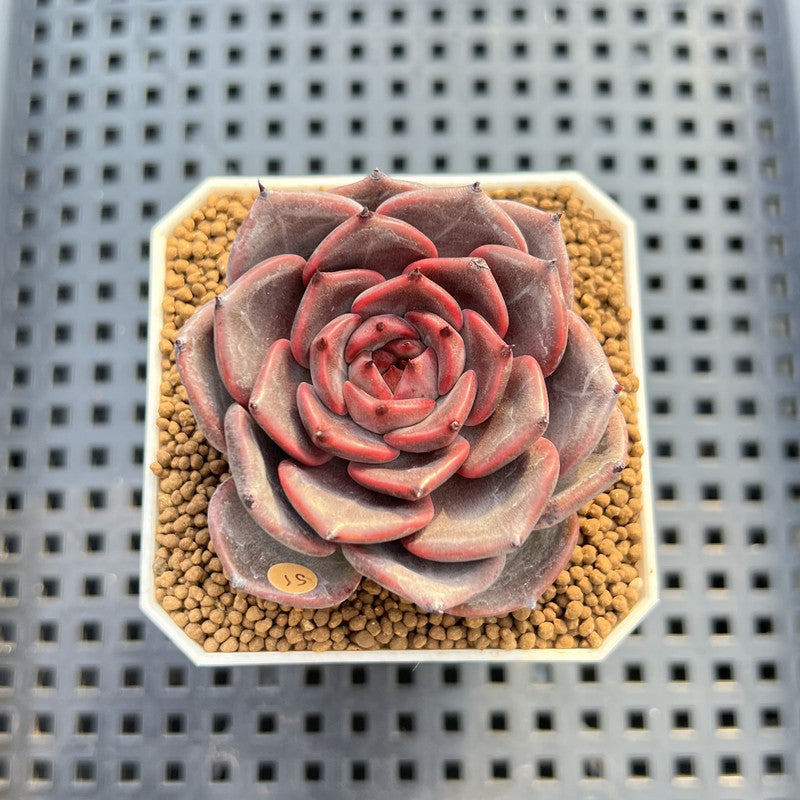 Echeveria 'Barista' 2" (New Hybrid by Brotherly Farm) Succulent Plant Cutting