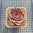 Echeveria 'Barista' 2" (New Hybrid by Brotherly Farm) Succulent Plant Cutting