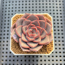 Echeveria 'Barista' 2" (New Hybrid by Brotherly Farm) Succulent Plant Cutting