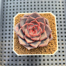 Echeveria 'Barista' 2" (New Hybrid by Brotherly Farm) Succulent Plant Cutting