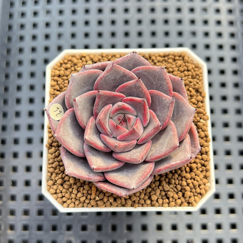 Echeveria 'Barista' 2" (New Hybrid by Brotherly Farm) Succulent Plant Cutting