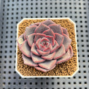 Echeveria 'Barista' 2" (New Hybrid by Brotherly Farm) Succulent Plant Cutting