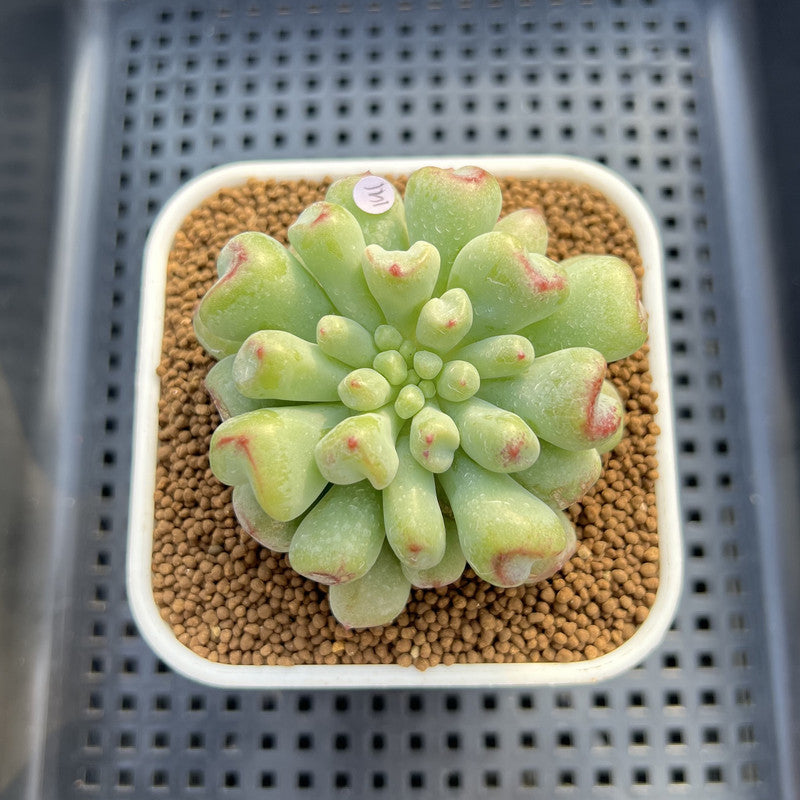 Echeveria 'Heart Ball' 2" Succulent Plant Cutting