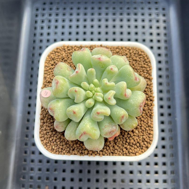 Echeveria 'Heart Ball' 2" Succulent Plant Cutting