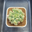 Echeveria 'Heart Ball' 2" Succulent Plant Cutting