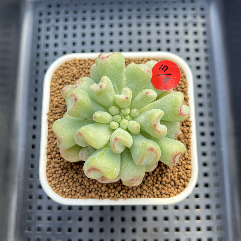 Echeveria 'Heart Ball' 2" Succulent Plant Cutting