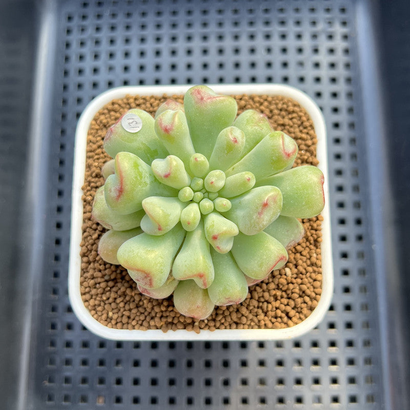 Echeveria 'Heart Ball' 2" Succulent Plant Cutting