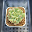 Echeveria 'Heart Ball' 2" Succulent Plant Cutting