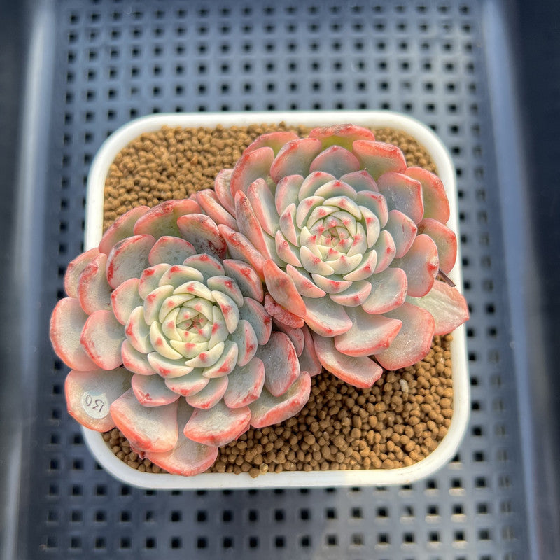 Echeveria 'Minima' Variegated 2" Double Head Succulent Plant