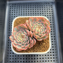 Echeveria 'Minima' Variegated 2" Double Head Succulent Plant