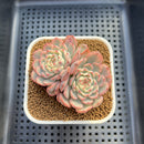 Echeveria 'Minima' Variegated 2" Double Head Succulent Plant