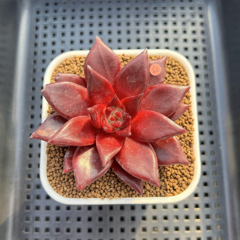 Echeveria Agavoides 'Luming' 2" Succulent Plant
